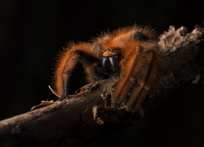Spider on branch (Megaloremmius leo) rainforest, eastern Madagascar, Madagascar, Africa, Photo by Thorsten Negro