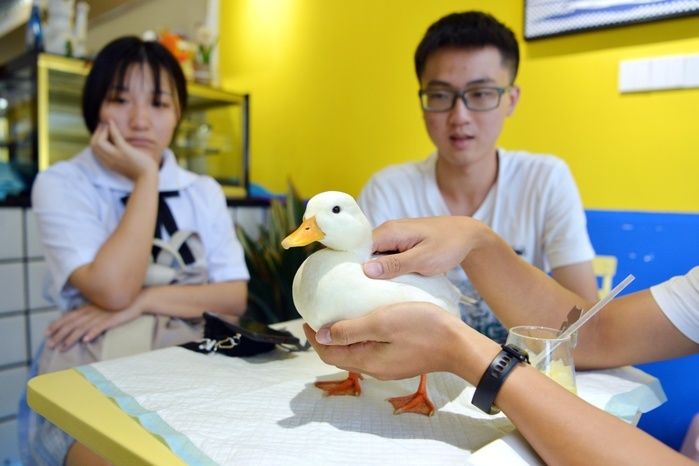 People are drinking coffee in a pet ducks coffee shop in Chengdu,Sichuan,China on 19th August, 2019 People are drinking coffee in a pet ducks coffee shop in Chengdu,Sichuan,China on 19th August, 2019. Photo by TPG cnsphotos 