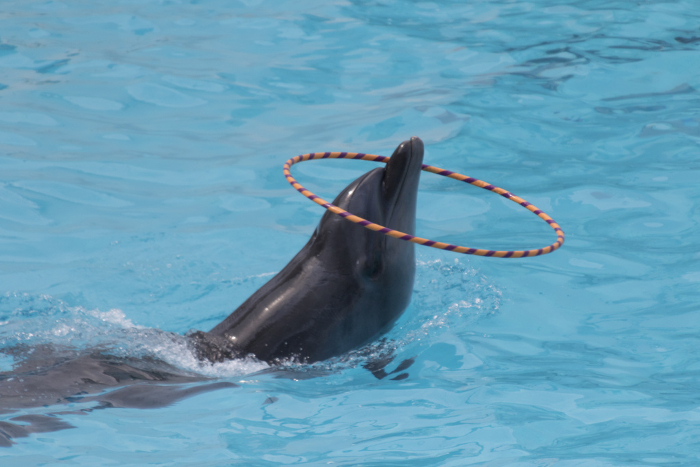 Hand dolphin spinning a hula hoop