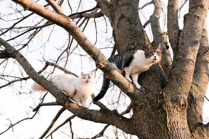 Two cats looking out from bare tree branches