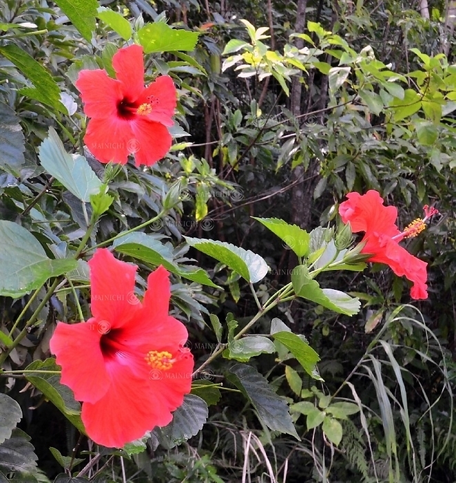 Hibiscus, a familiar flower in Amami, but an exotic species The hibiscus is a familiar flower in Amami, but an exotic species, in Ukenmura, Kagoshima Prefecture, Japan, July 22, 2019, 10:23 a.m. Photo by Kazuaki Kanda.