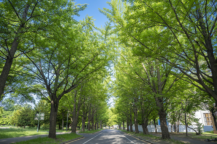 Ginkgo Biloba Trees at Hokkaido University