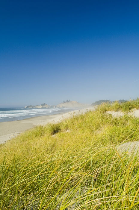 Oregon, United States Of America; American Beachgrass Along Cape Kiwanda With A View Of Haystack Rock