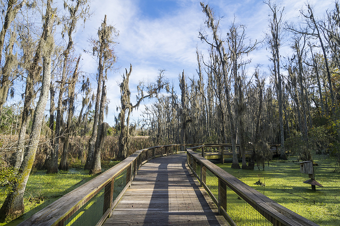United States of America USA, South Carolina, Charleston, Dead trees in the swamps of the Magnolia Plantation