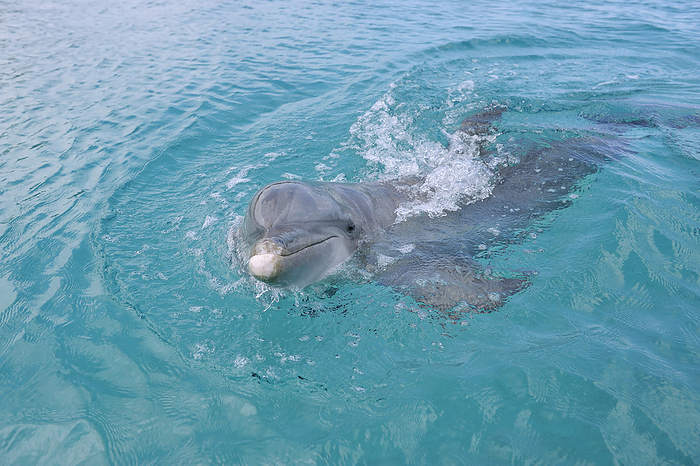 Honduras, Roatan, portrait of swimming bottlenose dolphin
