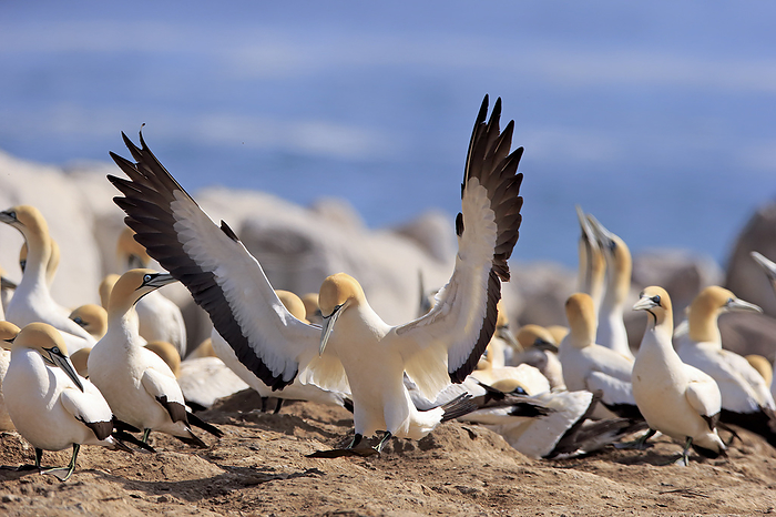 Kaptoelpel Cape Gannet,  Morus capensis , adult landing in colony, Lamberts Bay, Western Cape, South Africa, Africa