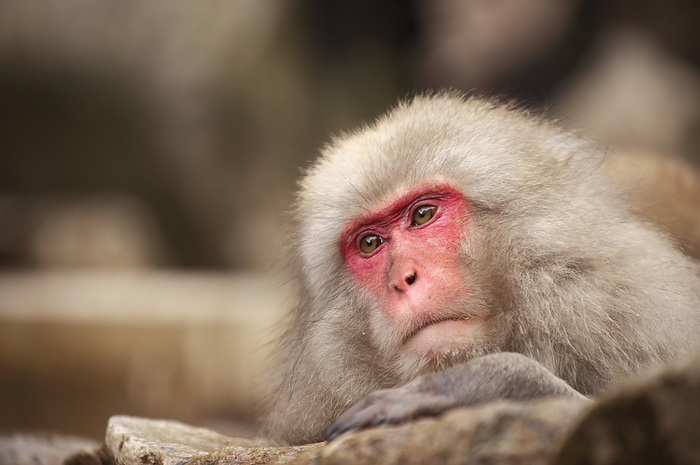 Japanese macaque, Jigokudani, Nagano, Japan Japanese macaque, Jigokudani, Nagano, Japan, Asia, Photo by Damien Douxchamps