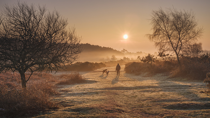Winter sunrise dog walk in the mist on the heathland of Woodbury Common, near Exmouth, Devon, UK Winter sunrise dog walk in the mist on the heathland of Woodbury Common, near Exmouth, Devon, England, United Kingdom, Europe, Photo by Baxter Bradford