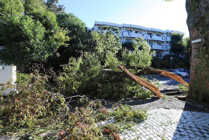Typhoon hagibis hit eastedrn Japan and some rivers flooded by torrential rain October 13, 2019, Tokyo, Japan   Large braches of a tree is snapped on a parking lot of an apartment for an aftermath of a typhoon at Setagaya ward in Tokyo on Saturday, October 13, 2019. Powerful typhoon hagibish hit eastern Japan and some rivers flooded by torrential rain.    Photo by Yoshio Tsunoda AFLO 