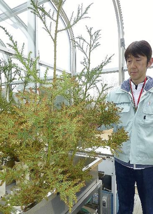 Genome edited cedar grown in an experimental facility at the Forestry and Forest Products Research Institute in Tsukuba City, Ibaraki Prefecture. Genome edited cedar grown in an experimental facility at the Forestry and Forest Products Research Institute. Using the technology of  genome editing,  which modifies genetic information in a targeted manner, the function of the gene that produces pollen has been lost. New research is now underway aimed at reducing the amount of cedar pollen dispersed as a countermeasure to cedar pollinosis. In Tsukuba City, Ibaraki Prefecture. photo taken Jan. 31, 2019. The March 14 evening edition of the same year carried the article  Development of Pollen Free Cedar: New Method Applies  Genome Editing  Technology. 