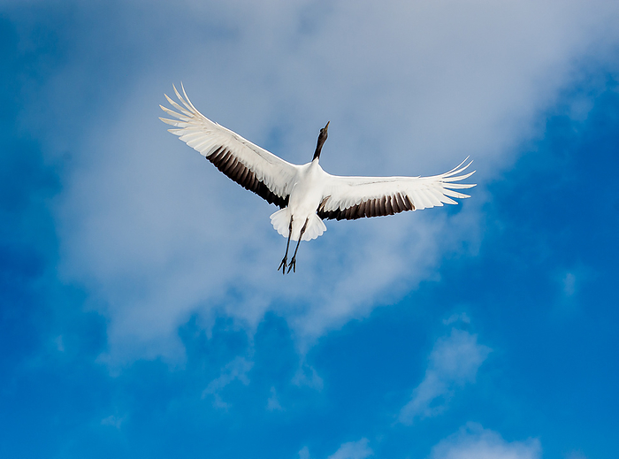 Hokkaido: blue sky and red-crowned cranes