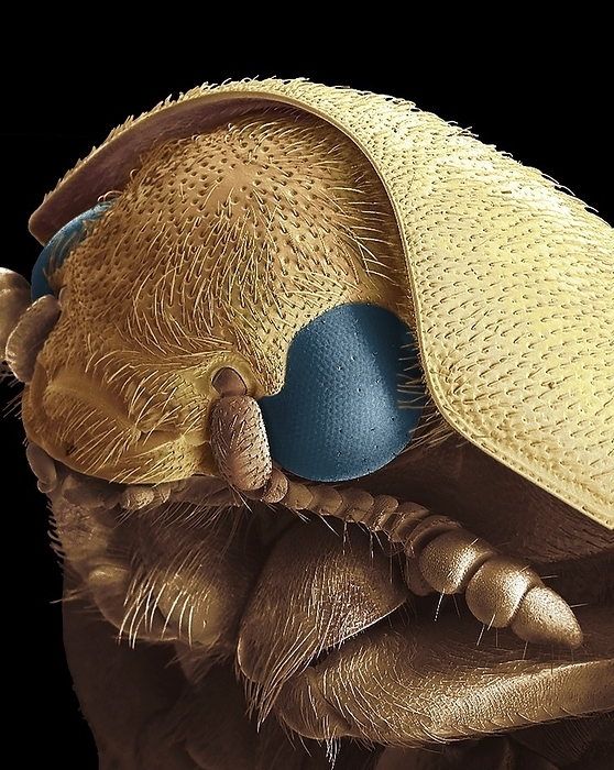 Dermestid beetle, SEM Dermestid beetle. Scanning electron micrograph of a dermestid beetle. Dermestidae are a family of Coleoptera that are commonly referred to as skin beetles. Other common names include larder beetle, hide or leather beetles, and carpet beetles. Adult dermestids commonly eat pollen and feed on various flowers. The larvae are the damaging life stage. Dermestids have a variety of habits  most genera are scavengers that feed on dry animal or plant material, such as skin or pollen, animal hair, feathers, dead insects and natural fibers. These beetles are significant in forensic entomology. Some species are pests and can cause extensive damage to natural fibers in homes and businesses. They are used in taxidermy and by natural history museums to clean animal skeletons. Magnification: x 40   10cm wide.