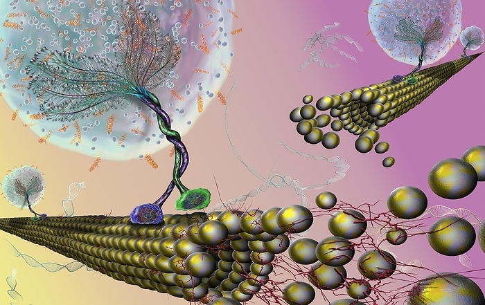 Intracellular transport, illustration Intracellular transport. Illustration of vesicles  spheres  being transported along microtubules  rod shaped  by kinesin motor proteins  green and purple . Kinesins are able to  walk  along microtubules. Microtubules are polymers of the protein tubulin and are a component of the cytoskeleton.