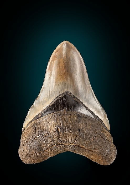 Fossil shark tooth Fossil tooth from a Carcharodon megalodon shark. Miocene. Found James Rover Virginia, USA. A near perfect tooth from the biggest shark to have ever existed, Megalodon.