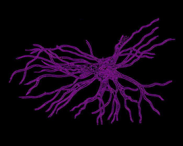 Brain cell, illustration Brain cell. Illustration of a neuron  nerve cell  from the cerebral cortex of the brain. Neurons are responsible for passing information around the central nervous system  CNS  and from the CNS to the rest of the body. Each nerve cell comprises a body surrounded by numerous extensions called dendrites. Dendrites collect information from other nerve cells or from sensory cells. Each neuron also has one process called an axon, which passes information to other nerve cells, or to effector cells such as muscle fibres. From Traite d Anatomie Humaine by Leo Testut  1905 .