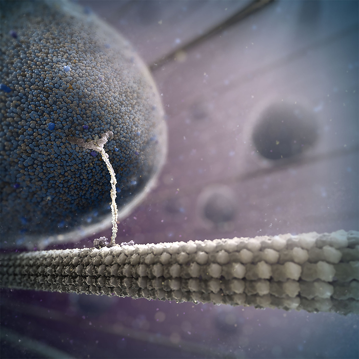 Intracellular transport, illustration Intracellular transport. Illustration of a vesicle  sphere, left  being transported along a microtubule  rod shaped, across bottom  by a kinesin motor protein  white . Kinesins are able to  walk  along microtubules. Microtubules are polymers of the protein tubulin and are a component of the cytoskeleton.