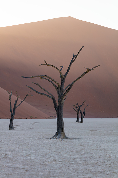 900 year old dead tree s shot at Deadvlei at sunrise among the big Daddy Dune 900 year old dead trees shot at Deadvlei at sunrise among the big Daddy Dune, Sossusvlei, Namibia, Africa, Photo by James Kerwin