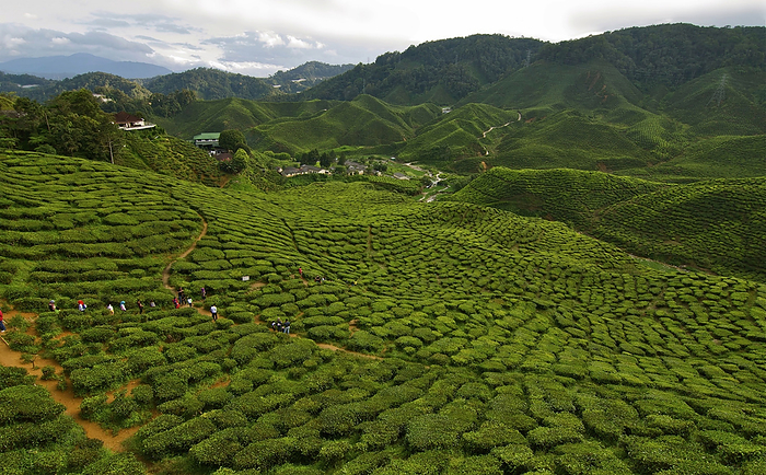 Malaysia High angle view of Cameron Bharat Tea Plantation Cameron HighlandsPahang West Malaysia