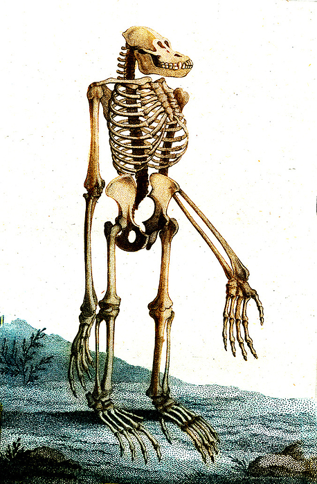Orangutan skeleton, 19th century Orangutan skeleton, 19th century illustration. The orangutan  Pongo pygmaeus and Pongo abelii  consists of two species of great ape found in Borneo and Sumatra. In the 19th century only a few specimens were brought to Europe or the USA, and it wasn t until the 1920s that zoo populations were established. The anatomy and taxonomy of the time  showing the orangutan as an upright biped  was established using preserved specimens and skeletons. This illustration was named in the 1850s as being a specimen of  Pongo wurmbii . The name  wurmbii  is now given to a subspecies of orangutan found in south western Borneo  Pongo pygmaeus wurmbii . Artwork published in 1856.