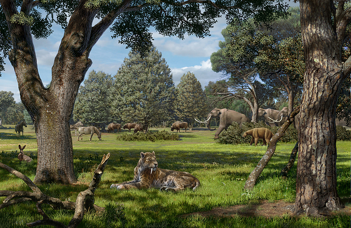 Pleistocene of North America, illustration Pleistocene of North America. Illustration of the fauna and flora of what is now North America, during the Pleistocene  2.5 million to 11,000 years ago . This scene shows animals whose fossils have been found in the La Brea Tar Pits, California, USA. In the foreground is a Smilodon sabretooth cat  the most common fossil found here . This extinct prehistoric mammal was a powerful predator. Other mammals shown here include mammoths, a ground sloth, and prehistoric relatives of bison, rabbits and horses.