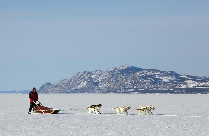 Man, musher running, driving a dog sled, team of sled dogs, Alaskan Huskies, mountains behind, frozen Lake Laberge, Yukon Territory, Canada, North America