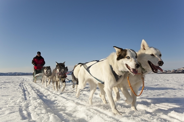 Two white leaders, lead dogs, man, musher running, driving a dog sled, team of sled dogs, Alaskan Huskies, frozen Lake Laberge, Yukon Territory, Canada, North America