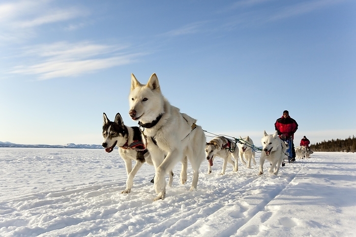 Two leaders, lead dogs, man, musher running, driving a dog sled, team of sled dogs, Alaskan Huskies, frozen Lake Laberge, Yukon Territory, Canada, North America