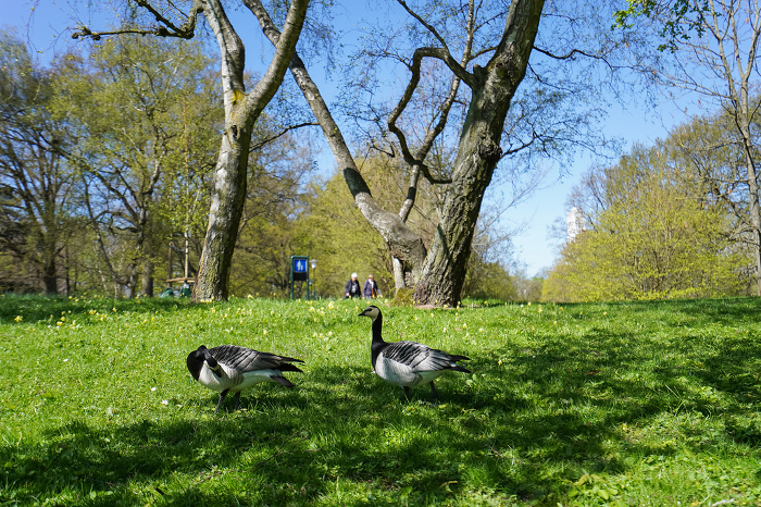 Birds in the park