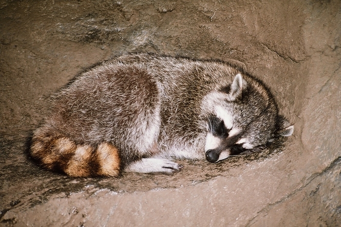 common raccoon  Procyon lotor  From  Dreaming Animals 