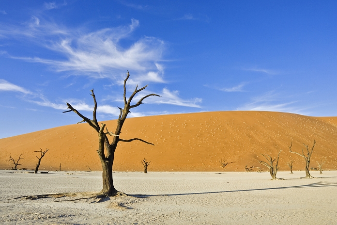 Dead trees on a dried up clay pan in Deadvlei, Namib Desert, Namibia, Africa