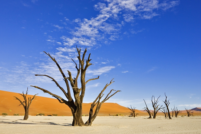 Dead trees on a dried up clay pan in Deadvlei, Namib Desert, Namibia, Africa