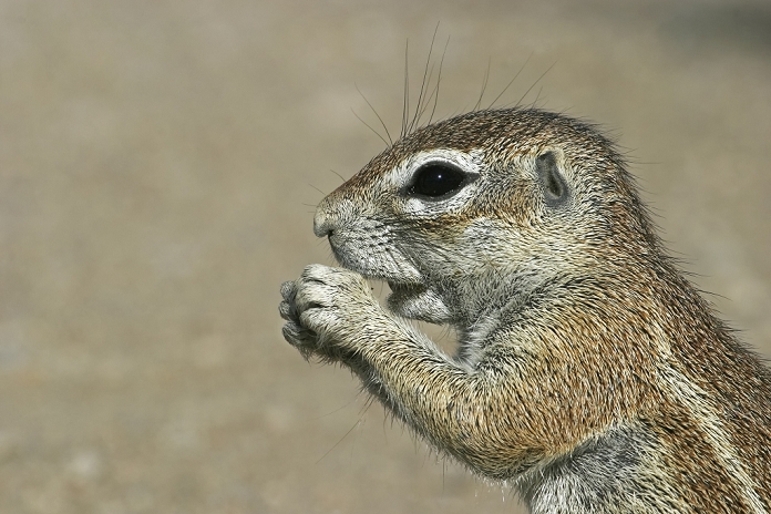 Unstriped Ground Squirrel (Xerus rutilus), Etosha National Park, Namibia, Africa