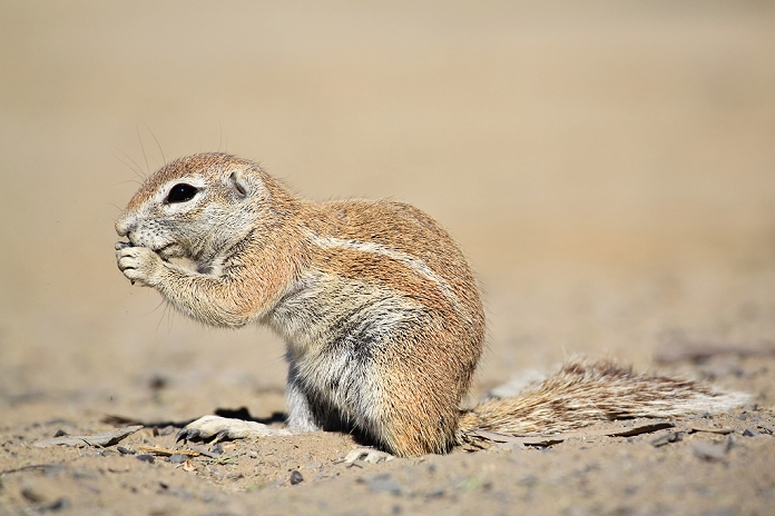 Unstriped Ground Squirrel (Xerus rutilus), Kalahari, Kgalagadi Transfrontier park, South Africa, Botswana, Africa