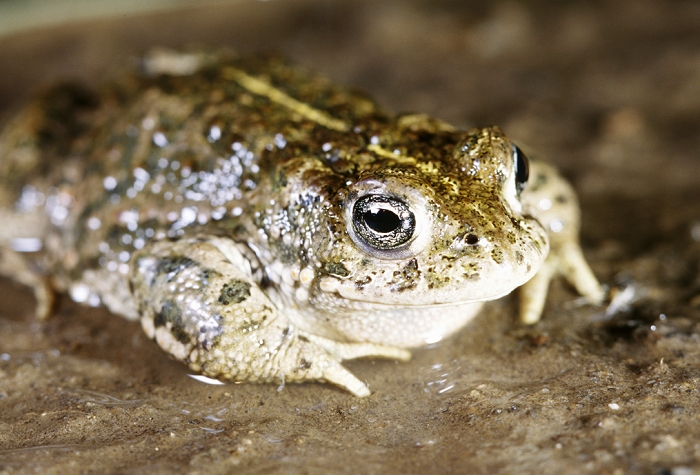 Natterjack toad (Bufo calamita) during toad migration