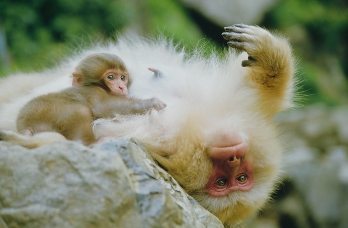 Japanese macaque  Macaca fuscata  From  Wild World  