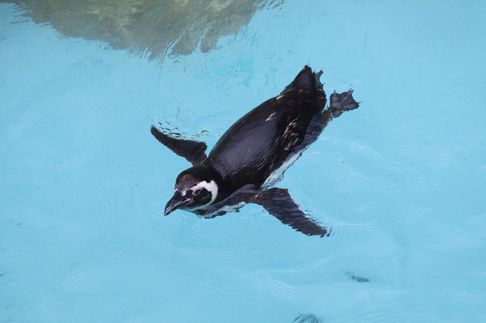 Magellanic penguins swimming on the surface of the water