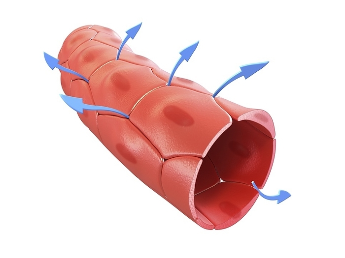 Capillary, illustration Capillary, illustration. Capillaries are encased in cells known as pericytes. These cells are critical for maintaining the selectively permeable space between the circulatory system and its surroundings.