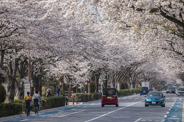 Cerry Blossom 2019 04 07  Cherry Blossom in  Koshu Kaido Avenue in Chofu City, Tokyo, Japan.  Photo by Ivo Gonzalez AFLO 