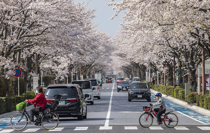 Cerry Blossom 2019 04 07  Cherry Blossom in  Koshu Kaido Avenue in Chofu City, Tokyo, Japan.  Photo by Ivo Gonzalez AFLO 