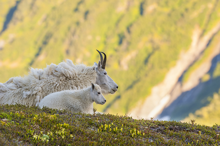 A Mountain goat (Oreamnos americanus) nanny with her kid lying on a hilltop in Kenai Fjords National Park on a sunny summer day; Alaska, United States of America, Photo by Michael Jones / Design Pics
