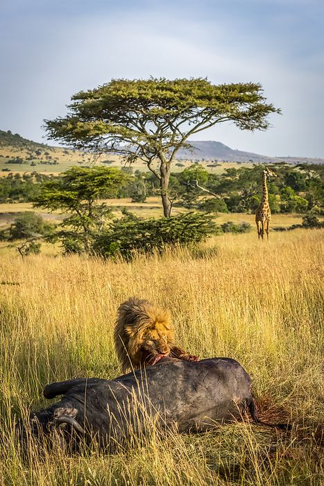 Male lion (Panthera leo) eats buffalo as giraffe (Giraffa camelopardalis tippelskirchii) watches, Serengeti; Tanzania, Photo by Nick Dale / Design Pics