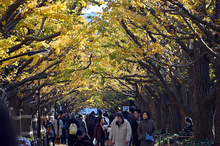 Ginkgo Leaves Turn Yellow November 29, 2019, Tokyo, Japan   The leaves of Ginkgo trees turn brilliant yellow in the late autumn sun at Meiji Jingu Gaien Park in the hearet of Tokyo on Friday, November 29, 2019.   Photo by Natsuki Sakai AFLO  AYF  mis 