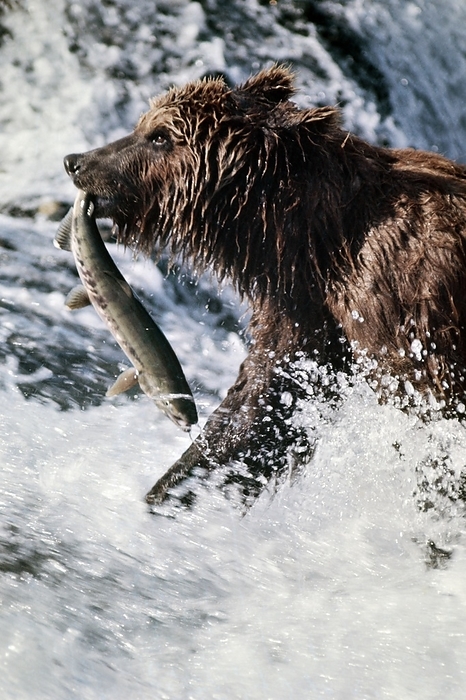 Alaskan brown bear From  World Wildlife Chronicles: Alaska  