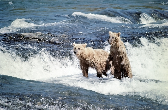 Alaskan brown bear From  World Wildlife Chronicles: Alaska  
