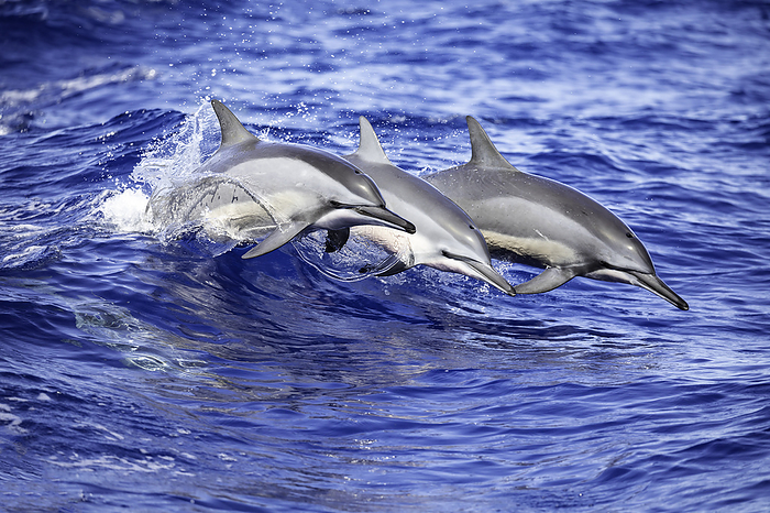 Three spinner dolphin, Stenella longirostris, leap out of the Pacific Ocean off the island of Lanai, Hawaii. /photo by David Fleetham