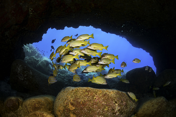 Bluestripe snapper, Lutjanus kasmira, school under an arch on the Kona Coast of the Big Island. They were introduced to Hawaii in 1958 with the thought that they may become a food source.  Hawaii. /photo by David Fleetham