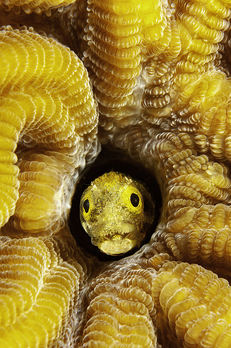 Spinyhead blenny, Acanthemblemaria spinosa, in hard coral, Netherlands Antilles, Bonaire, Caribbean. /photo by David Fleetham