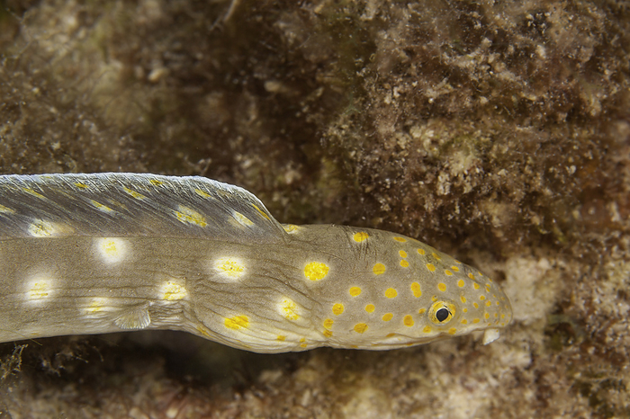 The goldspotted eel, Myrichthys ocellatus, is also known as the goldspotted snake eel or the dark-spotted snake eel, Bonaire, Netherlands Antilles, Caribbean. /photo by David Fleetham