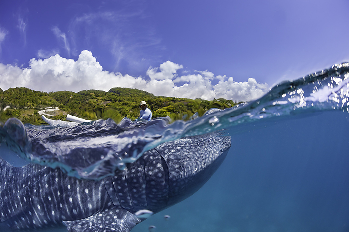 A commercial whale shark encounter for tourists with a feeder above on a canoe and a whale shark, Rhiniodon typus, below, Oslob, Philippines. This is the worlds largest species of fish. /photo by David Fleetham