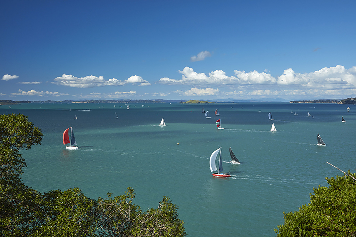 New Zealand Yachts at the entrance of Waitemata Harbour, Auckland, North Island, New Zealand